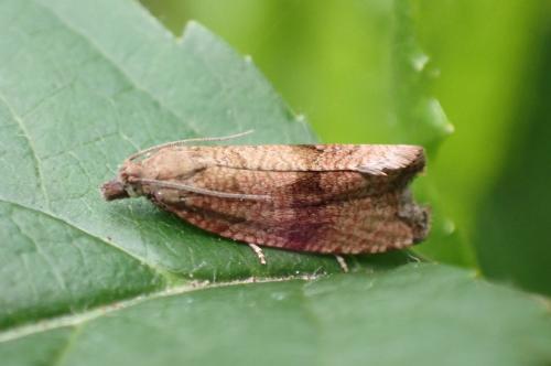 Réf. 287 103 : Celypha striana